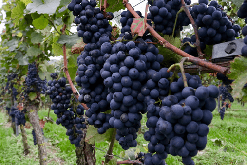 Lebenssinn, «in Christus» sein, Frucht bringen